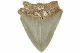 Bargain Fossil Megalodon Tooth - North Carolina #309529-1